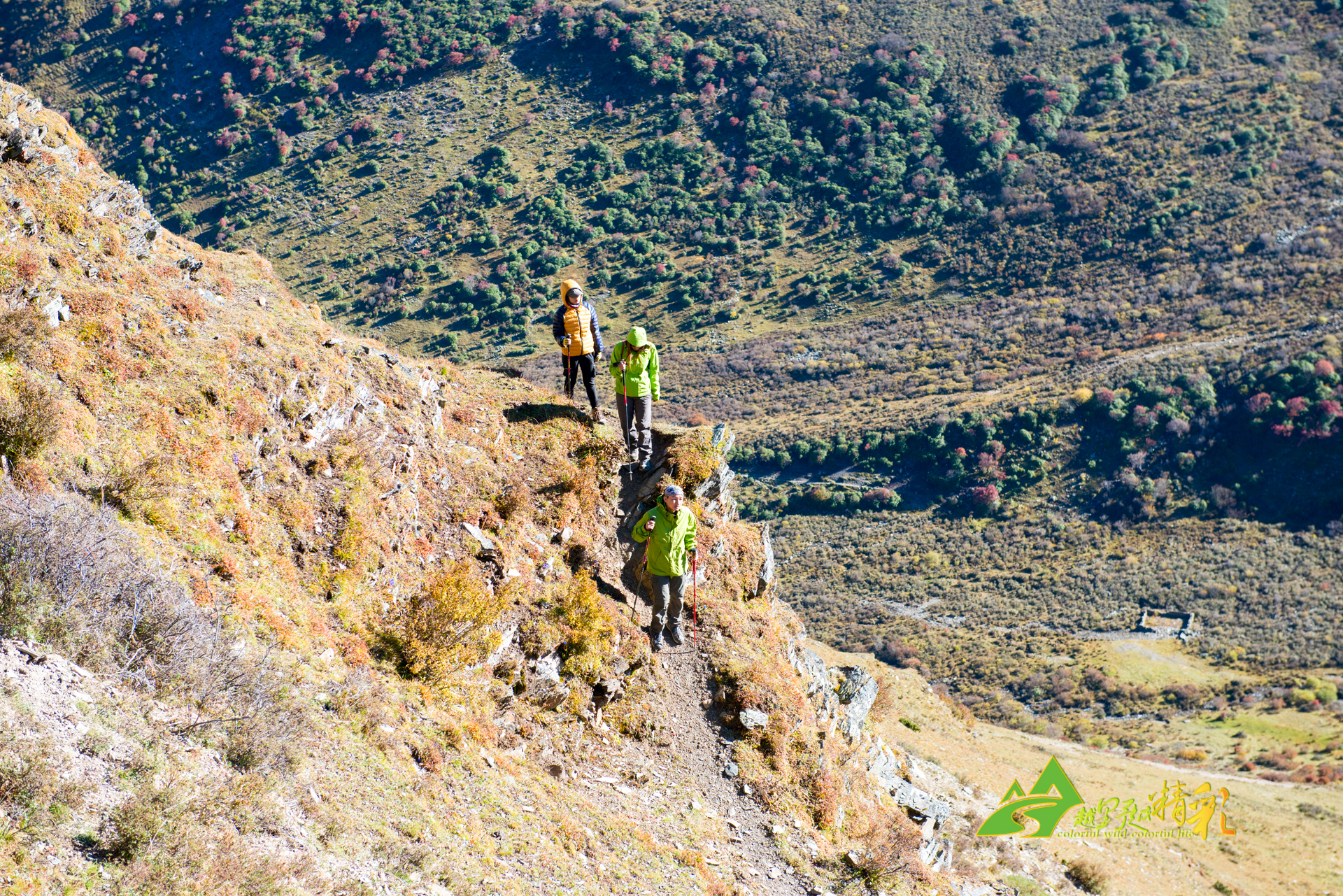 组织串联 组织串联